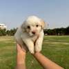 Bichon maltais thumb 5