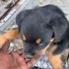 Rotweiller purs sang thumb 3