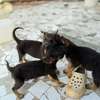 Chiot berger allemand a vendre thumb 1