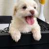 Bichon maltais thumb 1
