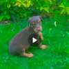 Doberman chiot noir et feu vacciné et vermifugé thumb 4