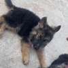 Berger Allemand chiot noir et feu thumb 1
