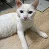 2 chats males blancs de 6 mois thumb 0