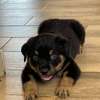 Chiot Rottweiler à vendre thumb 2