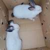 Couple Lapereaux lapin californien thumb 3