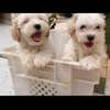 Chiots bichon maltais mâle thumb 5