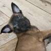 À vendre – Chiots Bergers Belges Malinois pure race 🐾 thumb 1