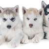 Chiot Husky Sibérien provenance BERLIN thumb 1
