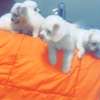 Mignon chiots thumb 5