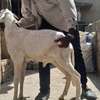 Moutons Ladoum thumb 1