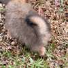 Pomeranien thumb 6