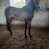 Cheval étalon 1/2 sang à vendre thumb 1