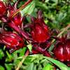 VENTE DIRECT PRODUCTEUR PIMENT POIVRON MANGUE BISSAP TOMATE thumb 2