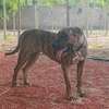 Presa Canario thumb 1