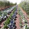 Parcelle de 18 hectares à vendre entre Thiès et Sindia thumb 4