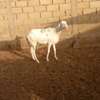 Lot de Moutons Femelle Ladoums thumb 1