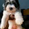 2 Chiots Bichon Maltais affectueux et joueurs thumb 5