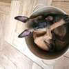 Berger belge malinois thumb 0