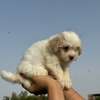 Bichon maltais thumb 8