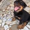 Rotweiller purs sang thumb 2
