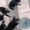 Chiots a vendre thumb 10