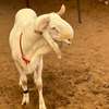Mouton de tabaski de qualite thumb 11