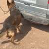 CHIENS DE TRAVAIL – MALINOIS & BERGER ALLEMAND thumb 2
