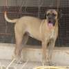chiots cane corso thumb 0
