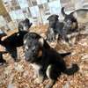 Berger Allemand chiot marron noir thumb 2