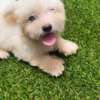Bichon nain thumb 0