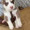 Husky chiot aux yeux bleus pur sang thumb 0