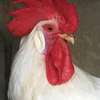 Poulet d’ornement thumb 1