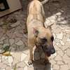 Chiot Rhodesian Ridgeback X malinois thumb 2