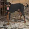 Couple doberman thumb 7
