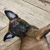 À vendre – Chiots Bergers Belges Malinois pure race 🐾 thumb 5