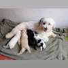 2 Chiots Bichon Maltais affectueux et joueurs thumb 3