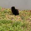 Pomeranien thumb 9