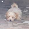 Chiots bichon maltais mâle thumb 1