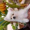 Pomeranien thumb 3