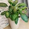 Petites et grandes Plantes d'intérieur vertes thumb 9