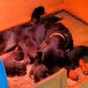 Rotweiller chiot de parents pédigrée thumb 0