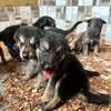 Berger Allemand chiot marron noir thumb 1