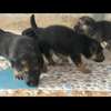 Berger Allemand chiots noir et feu vaccinés et deparasités thumb 2