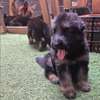 Chiot berger allemand pur thumb 1