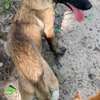 Malinois charbonnier thumb 1