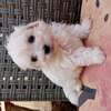 Bichon maltes thumb 7