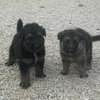 Berger Allemand chiots noir et feu vaccinés et deparasités thumb 1