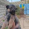 Chiot métisse berger allemand thumb 1
