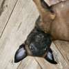 Berger belge malinois thumb 3