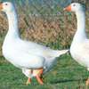 Oiseaux thumb 3
